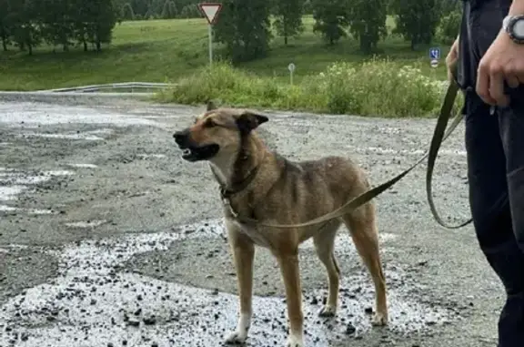 Пропала собака на ул. Баженова, Новосибирск