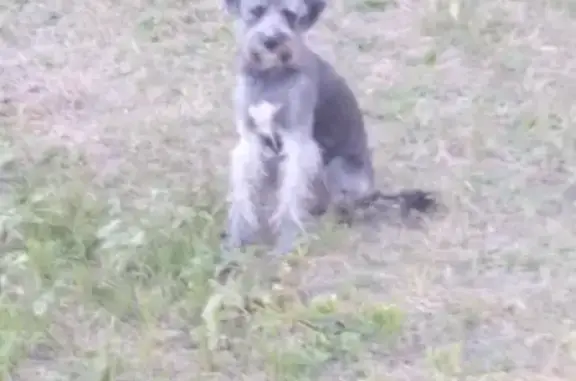 Пропала собака Метис в Харабали, Астраханская область