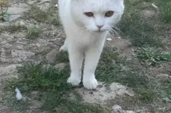 Белый глухой кот ищет хозяев в районе телецентра, Восточный выезд из Уфы