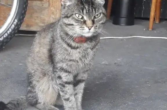 Найден кот на ул. Короленко, рядом с Покровским собором