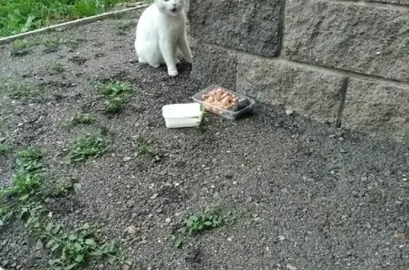 Найдена белая кошка на Парковой улице, Уфа