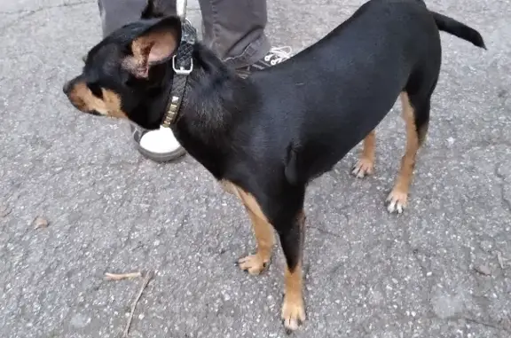 Найдена собака на Республиканской улице, Новосибирск