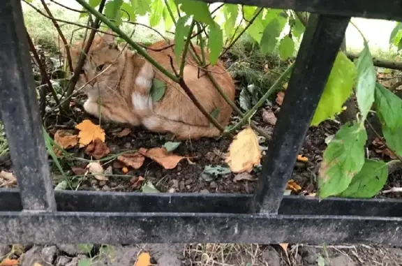 Найдена кошка на Большеохтинском проспекте, 16 к1, сидит в кустах рыжий котик