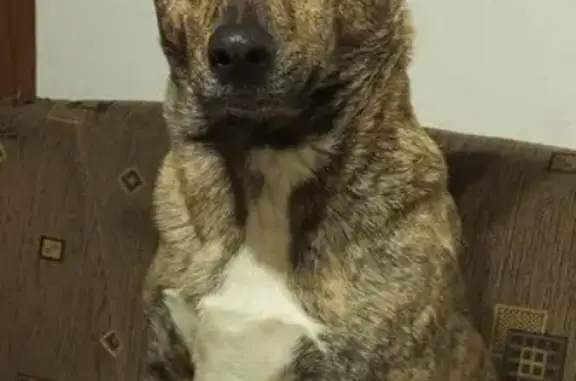 Собаки потеряшки, Москва, фото: Потеряшка собака Мальчик на Москворецкой улице, Москва