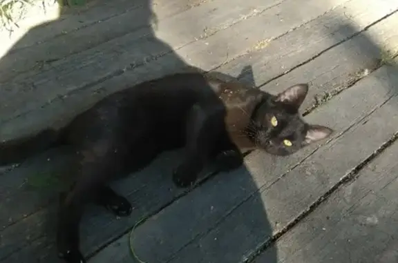 Найдена черная кошка на Лубянской площади, Москва