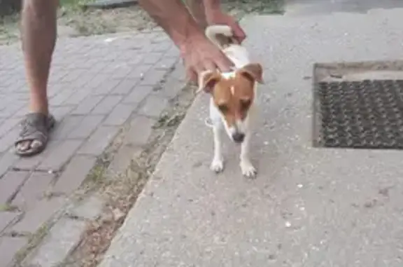 Собака найдена в Софьино