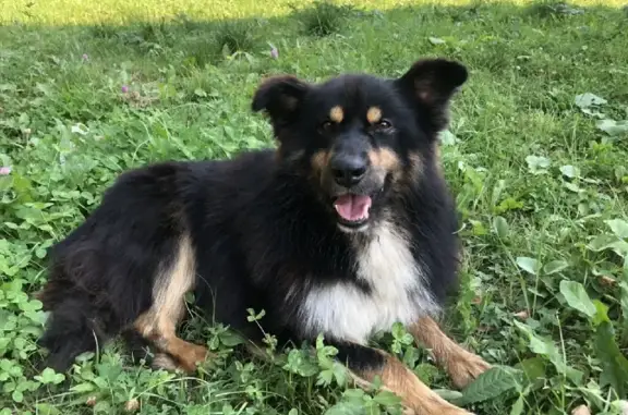 Найдена собака, Московская область, фото: Найдена собака в Московской области