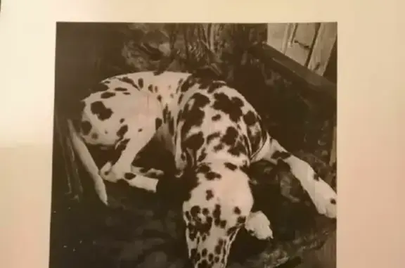 Собака-долматинец найдена в Уриковском поселении