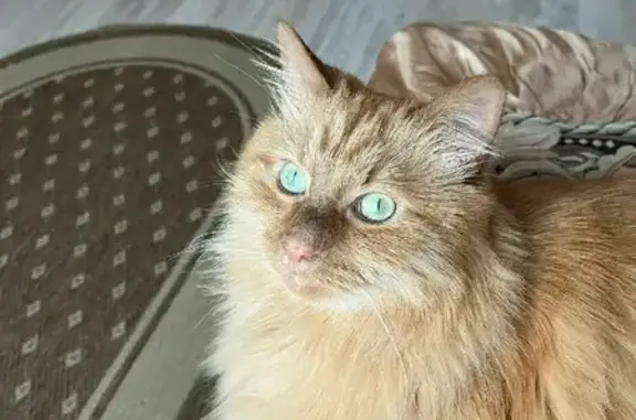 Кошки потеряшки, Москва, фото: Потеряшка кошка Лексус на ул. Старый Гай