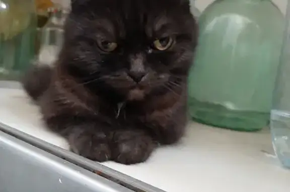 Найден черный кот на улице Попова, Барнаул