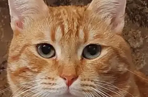 Кошки потеряшки, Москва, фото: Потеряшка кошка Марсик, Кантемировская улица, Москва