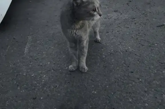 Найден кот на Сибирском тракте 52 в Казани