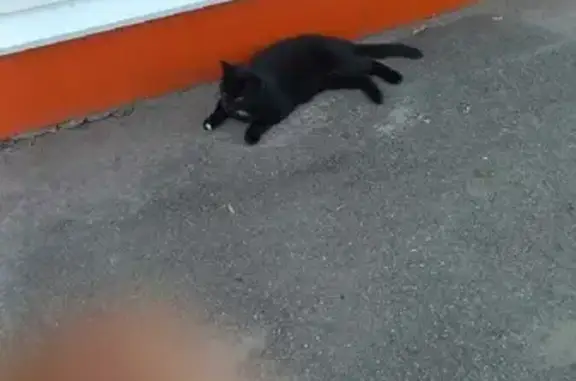 Найден черный кот на улице Альпийская, Новомосковск
