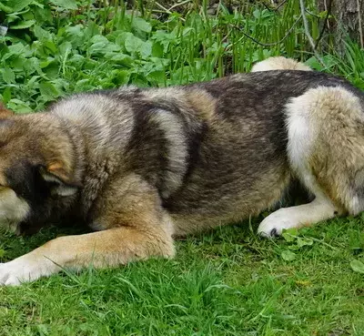 Собаки потеряшки, Санкт-Петербург, фото: Потеряшка собака в Санкт-Петербурге