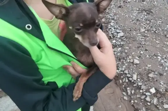 Собака на Пихтовой, 7 в Соликамске