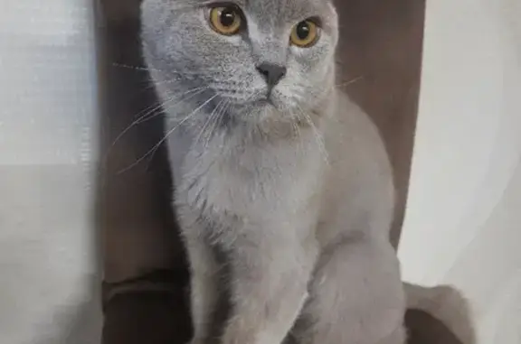 Кошки потеряшки, Омск, фото: Потеряшка кошка 