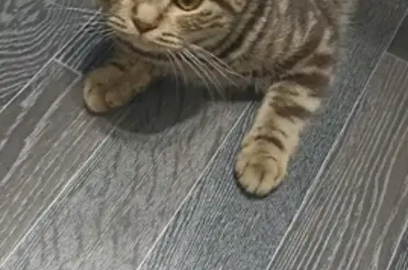 Найдена кошка на Эгерском бульваре, Чебоксары
