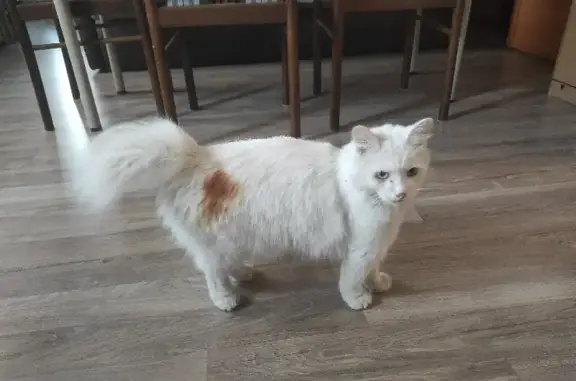 Найден белый кот с сломанным хвостом, адрес: 14 к1, пос. Московский