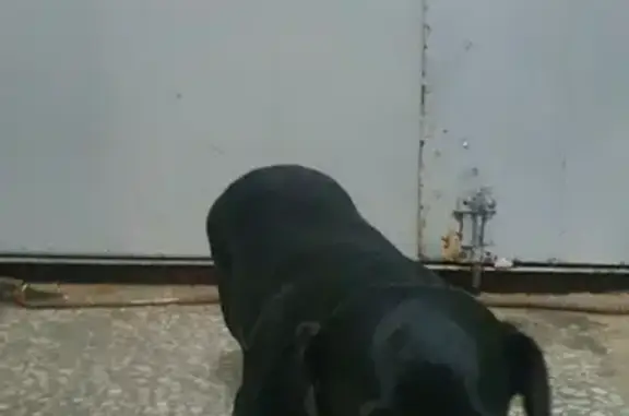 Найдена собака на ул. Бородина, 4 в Пензе