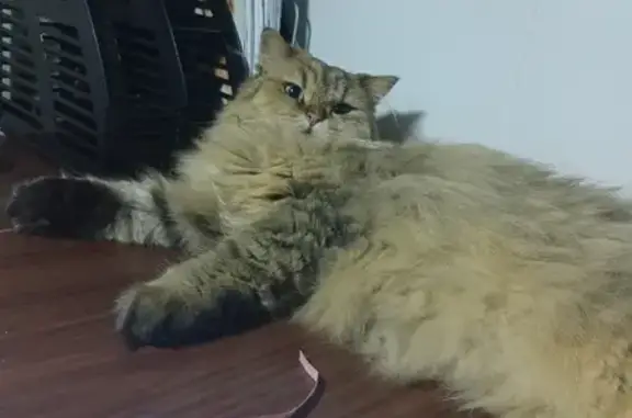 Кошки потеряшки, Москва, фото: Потеряшка кот Гаврюша, ул. Софьи Ковалевской 4к3, Москва