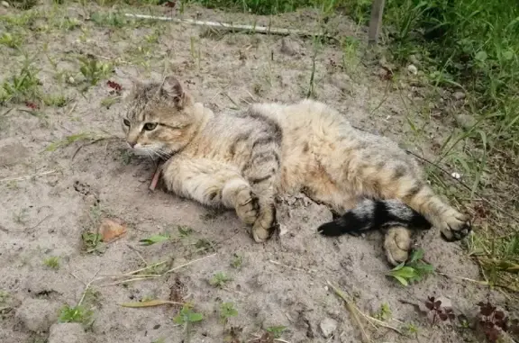 Найдена кошка в Екатериновке, Калужская область