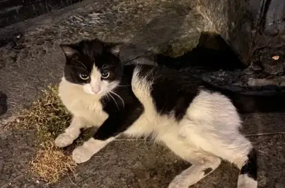 Найдена черно-белая кошка на Саввинской набережной, Москва.