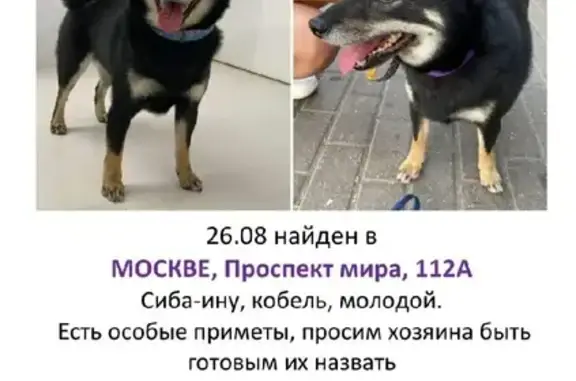 Собака на проспекте Мира, 112, Москва.