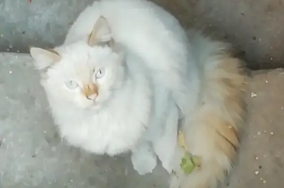 Кошка найдена в подвале дома 40 на ул. Мира