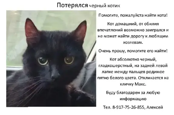 Пропала кошка в Уфе, Башкортостане
