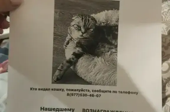 Пропала кошка в Тверской области, вознаграждение 10000 рублей.