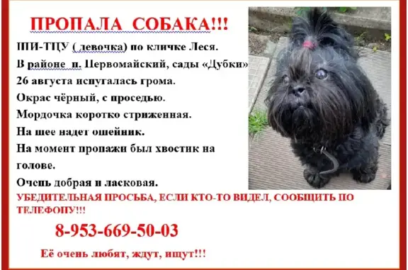 Пропала собака в Костроме, убежала из садов 