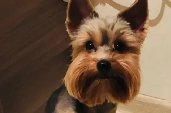 Собаки потеряшки, Москва, фото: Потеряшка собака на Химкинском бульваре, вознаграждение.