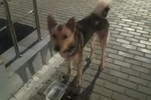 Собака найдена на Олимпийском бульваре, 12, Воронеж.