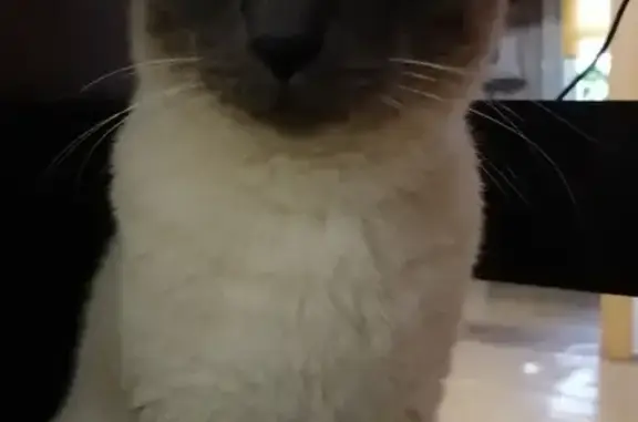 Кошки потеряшки, Чульман, фото: Потеряшка кошка на Октябрьской улице, Чульман.