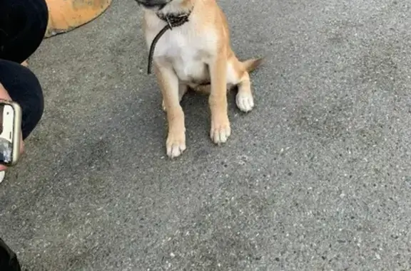 Найдена собака в Краснодаре, улица Благоева, 29 к2