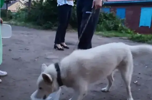 Собака на ул. Горького, 92, Омск.