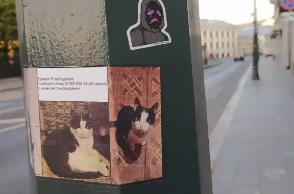 Кошки потеряшки, Москва, фото: Потеряшка кошка на ул. Солянка, Китай-город. Контакт хозяина на фото.
