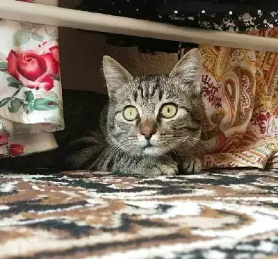 Собаки потеряшки, Большеречье, фото: Потеряшка щенок Рой, вознаграждение - Красноармейская, Большеречье