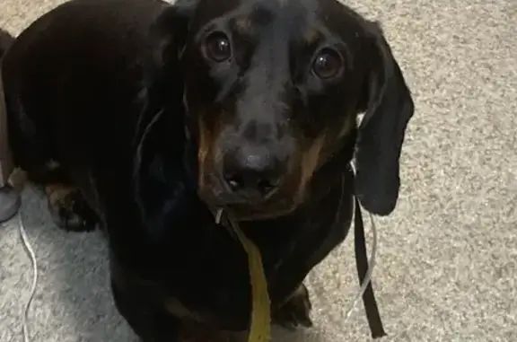 Собака Такса найдена на Амурском бульваре, 46.