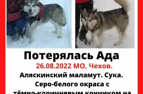 Пропала собака Ада в Чехове, бело-серого окраса