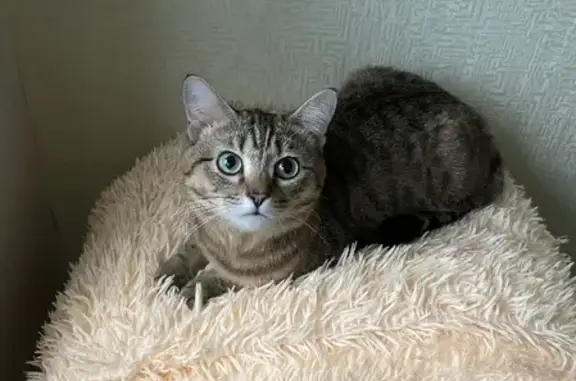 Пропала кошка на Горно-Алтайской, Бийск