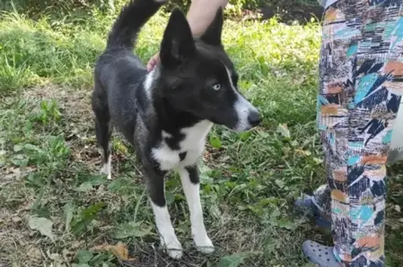 Пропала собака на Лунной улице, Домодедово
