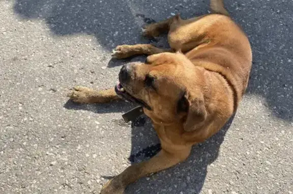 Собака найдена на улице Кутузова, 121 в Твери