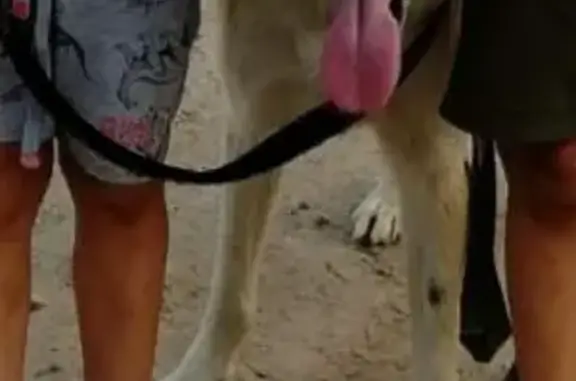 Пропала собака в Тюмени на Гурзуфском проезде