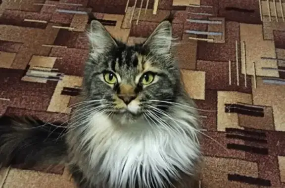 Пропала кошка Акела, адрес: 86, Камышин, 1.5 года, мейн-кун.