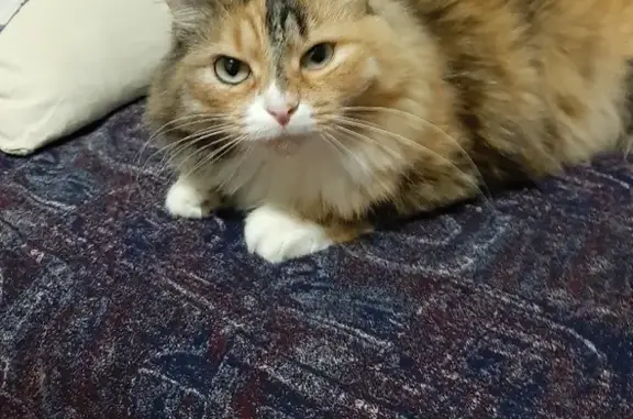 Объявления о пропавших и найденных животных, Киров, фото: Пропала кошка по адресу пр. Мира 9, Кирово-Чепецк!