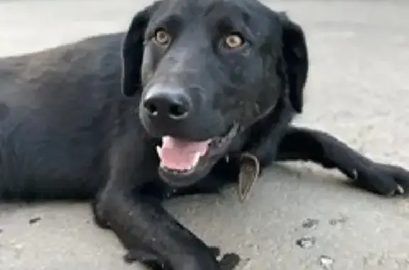 Пропала собака Черныш на улице Свободы, 34