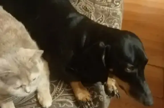 Собаки потеряшки, Новокузнецк, фото: Потеряшка собака Такса на ул. Клименко, 56