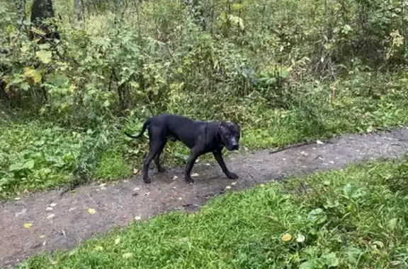 Собака найдена на ул. Академика Киренского, 2И, Красноярск