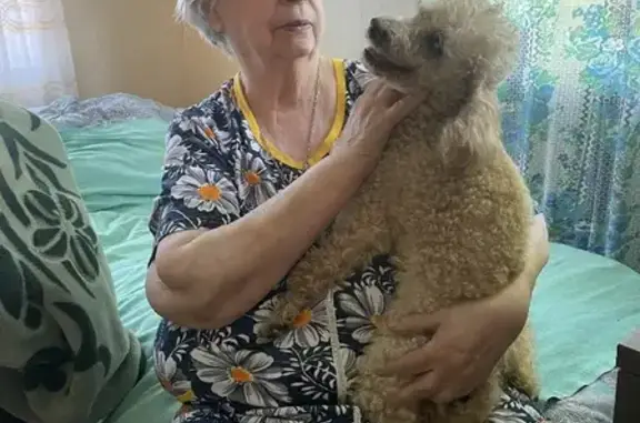 Потерянные животные Санкт-Петербург, фото: Пропала собака Лёва на пр. Культуры, 26 к1, СПб